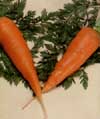 v_carrotchantenay.jpg
